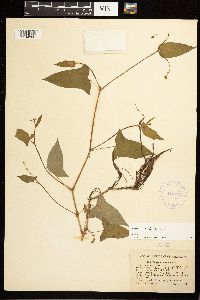 Persicaria arifolia image