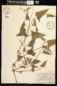 Persicaria arifolia image