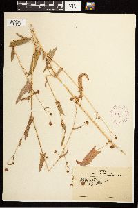 Persicaria arifolia image