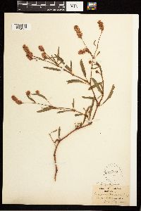 Media resource of Persicaria bicornis