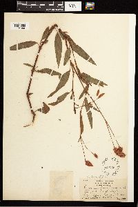 Persicaria bicornis image