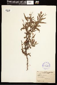 Persicaria bicornis image