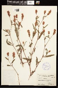 Persicaria bicornis image