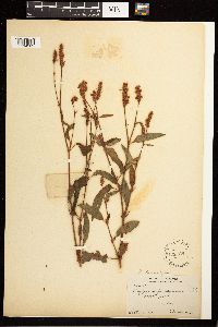 Persicaria bicornis image