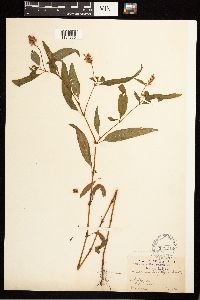 Persicaria bicornis image