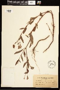 Persicaria bicornis image