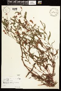 Persicaria bicornis image