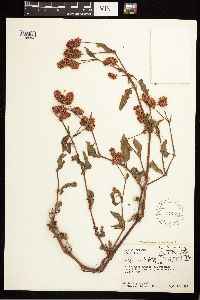 Persicaria bicornis image