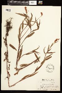 Persicaria bicornis image