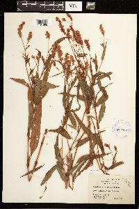 Persicaria bicornis image