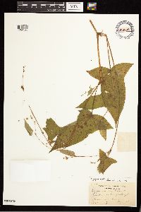 Persicaria arifolia image