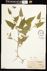Persicaria arifolia image