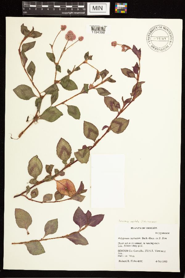 Persicaria capitata image