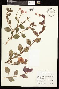 Media resource of Persicaria capitata