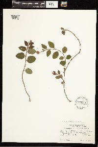 Persicaria capitata image