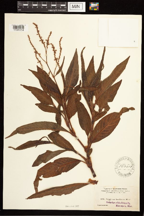 Persicaria glabra image