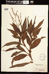 Media resource of Persicaria glabra