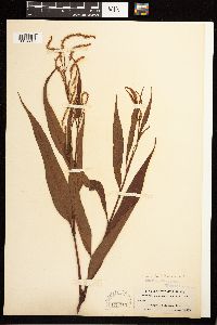 Persicaria glabra image