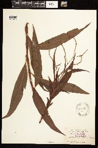 Persicaria glabra image
