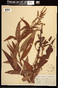 Persicaria glabra image