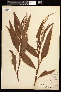 Persicaria glabra image