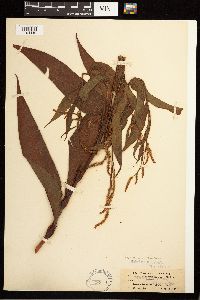 Persicaria glabra image