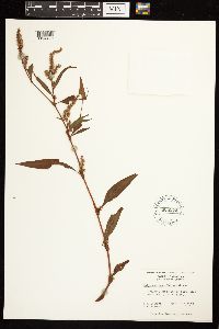 Persicaria glabra image