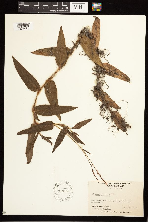 Persicaria hirsuta image