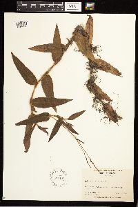 Media resource of Persicaria hirsuta