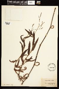 Persicaria hirsuta image