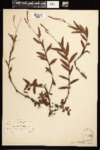 Persicaria hirsuta image