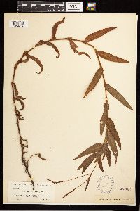 Persicaria hirsuta image