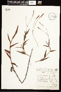 Persicaria hirsuta image