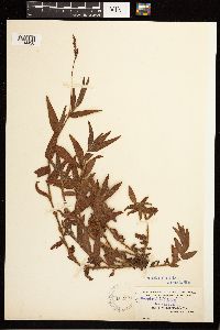 Persicaria hirsuta image