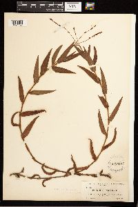 Persicaria hirsuta image