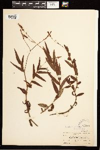 Persicaria hirsuta image
