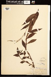 Persicaria hirsuta image