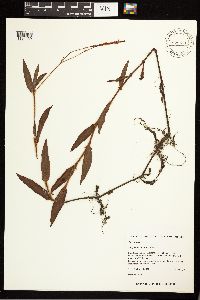 Persicaria hirsuta image