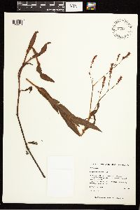 Persicaria hirsuta image