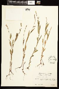 Persicaria hydropiper image