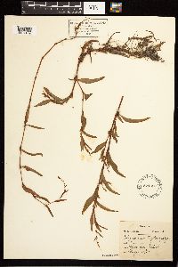 Persicaria hydropiper image