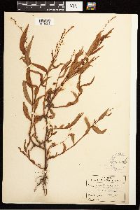 Persicaria hydropiper image