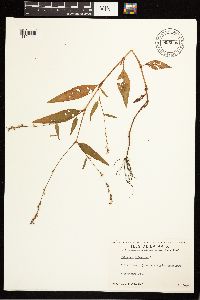 Persicaria hydropiper image