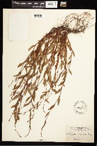 Persicaria hydropiper image