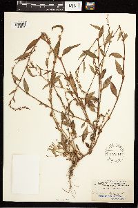 Persicaria hydropiper image