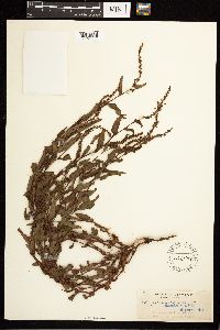 Persicaria hydropiper image