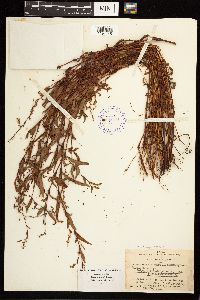 Persicaria hydropiper image