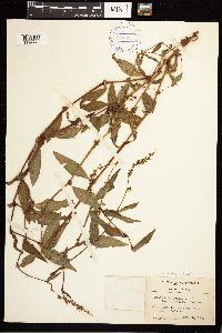 Persicaria hydropiper image