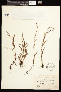 Persicaria hydropiper image