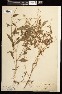 Persicaria hydropiper image